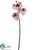 Phalaenopsis Orchid Spray - White Orchid - Pack of 12