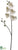 Phalaenopsis Orchid Spray - White Green - Pack of 6