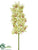 Cymbidium Orchid Spray - Green - Pack of 6