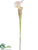 Pitcher Plant Spray - Cream Burgundy - Pack of 12