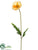 Poppy Spray - Apricot - Pack of 12