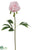 Peony Spray - Blush - Pack of 12