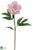 Peony Spray - Blush - Pack of 12