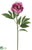 Peony Spray - Fuchsia Cream - Pack of 12