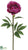 Peony Spray - Rubrum - Pack of 12