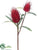 Protea Spray - Burgundy - Pack of 12