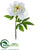 Peony Spray - White - Pack of 12