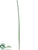 Tropical Reed - Green - Pack of 12