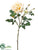 Rose Spray - Apricot - Pack of 12