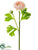 Ranunculus Spray - Blush - Pack of 12