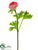 Ranunculus Spray - Coral - Pack of 12