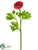 Ranunculus Spray - Tea Berry - Pack of 12