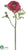 Ranunculus Spray - Beauty - Pack of 12