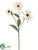 Rudbeckia Spray - Cream - Pack of 6