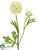 Ranunculus Spray - Cream - Pack of 12