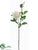 Rose Spray - White - Pack of 12