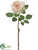 Rose Spray - Vanilla - Pack of 12