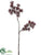 Thistle Spray - Burgundy - Pack of 12