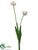 Tulip Spray - White - Pack of 12