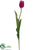 Tulip Spray - Rubrum - Pack of 12