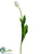 Tulip Spray - White - Pack of 12