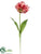 Parrot Tulip Spray - Peach Burgundy - Pack of 12