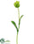 Tulip Spray - Green Cream - Pack of 12