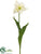 Giant Parrot Tulip Spray - Cream Green - Pack of 12