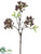 Viburnum Spray - Boysenberry - Pack of 12