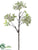 Viburnum Spray - Cream Lime - Pack of 12