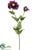 Zinnia Spray - Purple - Pack of 12