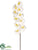 Large Phalaenopsis Orchid Spray - Cream White - Pack of 6