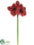 Amaryllis Spray - Red Dark - Pack of 12