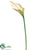 Jumbo Calla Lily Spray - White - Pack of 12