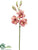 Large Cymbidium Orchid Spray - Mauve - Pack of 12