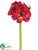 Amaryllis Spray - Red - Pack of 6