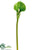 Calla Lily Spray - Green - Pack of 12