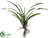 Cymbidium Orchid Leaf Plant - Green - Pack of 12