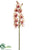 Cymbidium Orchid Spray - Rose Pink - Pack of 6