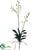 Mini Phalaenopsis Orchid Spray - White - Pack of 12