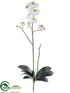 Silk Plants Direct Phalaenopsis Orchid Plant - Cream Green - Pack of 4