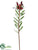 Protea Spray - Burgundy - Pack of 12