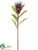 Protea Spray - Burgundy Mauve - Pack of 12