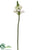 Star of Bethlehem Spray - White - Pack of 12