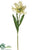 Parrot Tulip Spray - White Green - Pack of 12