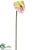 Anthurium Spray - Pink - Pack of 12