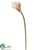 Calla Lily Spray - Pink - Pack of 12