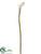 Calla Lily Spray - Cream White - Pack of 12