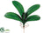 Large Phalaenopsis Orchid Leaf Plant - - Pack of 12