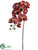 Large Phalaenopsis Orchid Spray - Burgundy - Pack of 6